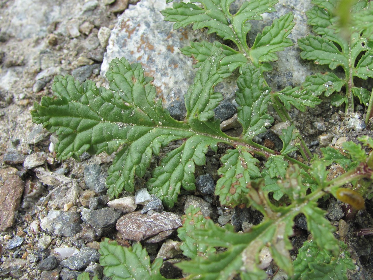 Изображение особи Scrophularia olympica.