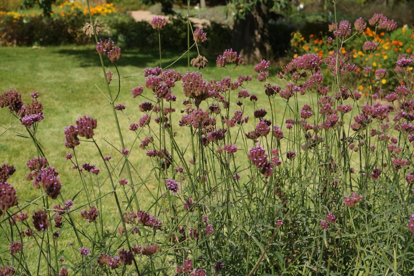 Изображение особи Verbena bonariensis.