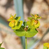 Euphorbia virgata. Соцветия-циации (в середине - отцветшее с завязавшимся плодом). Ростовская обл., Неклиновский р-н, Лакедемоновское с/п, Беглицкая коса, на супралиторали. 19.05.2018.