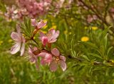 Amygdalus nana. Верхушка цветущего побега. Пермский край, пос. Юго-Камский, частное подворье, в культуре. 27 мая 2018 г.