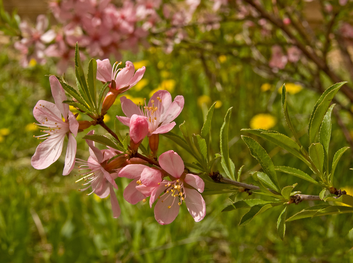 Изображение особи Amygdalus nana.