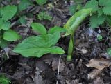 genus Arum