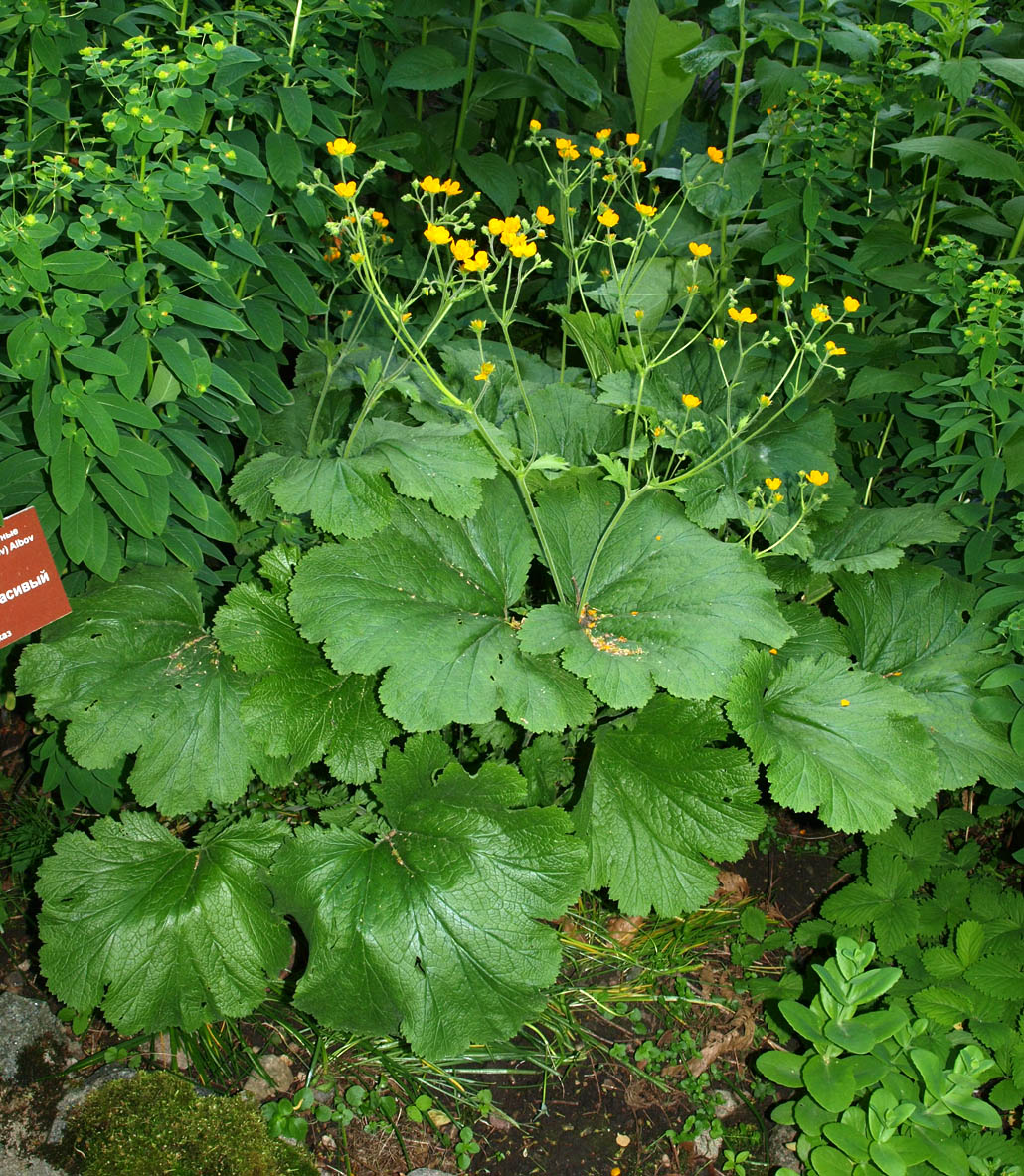 Изображение особи Woronowia speciosa.