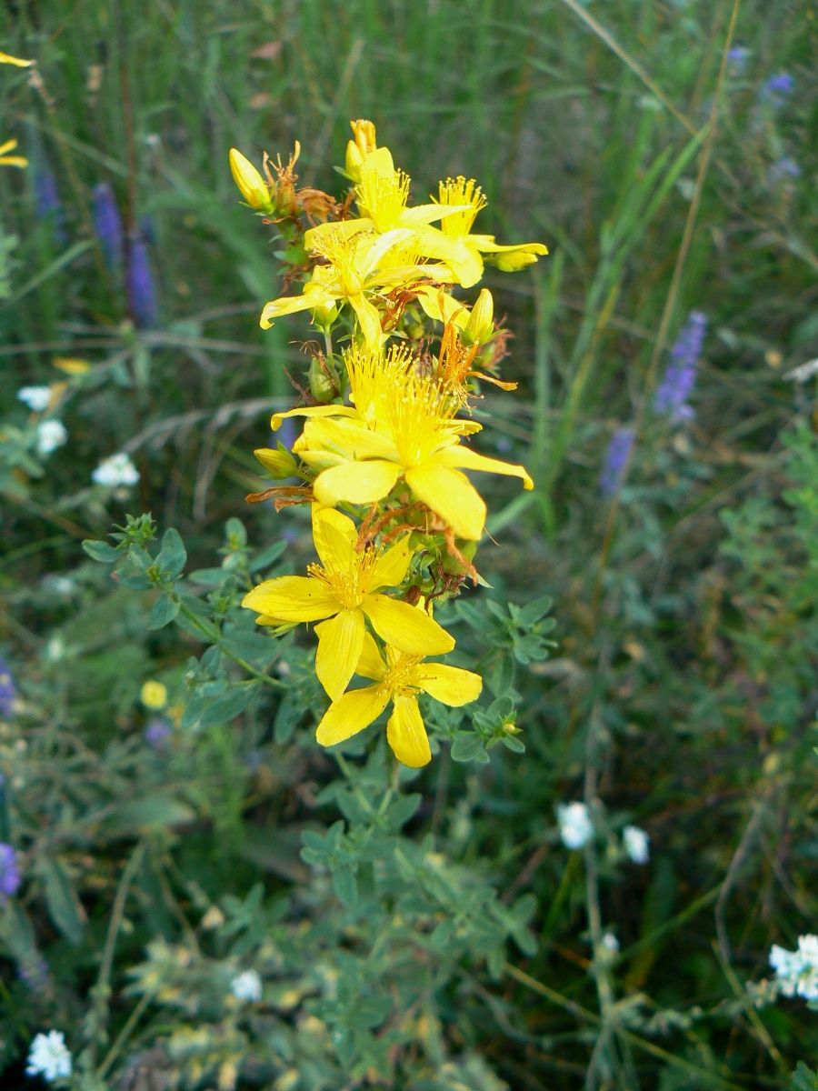 Image of Hypericum perforatum specimen.