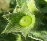 Hyoscyamus niger. Незрелый плод. Тульская обл., Плавский р-н, окр. пос. Молочные Дворы, пашня. 16.06.2018.