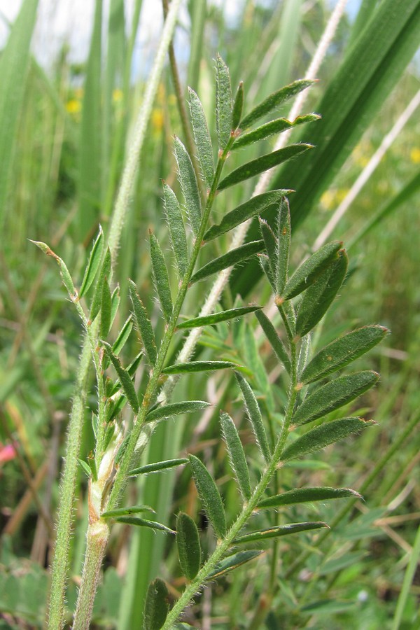 Image of Onobrychis arenaria specimen.