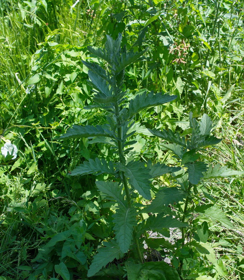 Image of Senecio grandidentatus specimen.