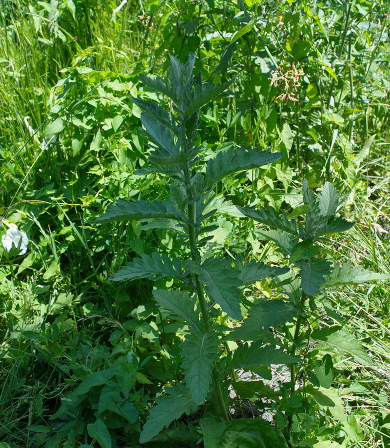 Изображение особи Senecio grandidentatus.