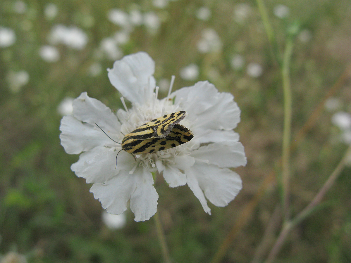 Image of Lomelosia argentea specimen.