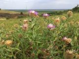 Centaurea trichocephala. Верхушки побегов с соцветиями. Ростовская обл., Аксайский р-н, окр. хут. Александровка, степной склон. 27.06.2018.