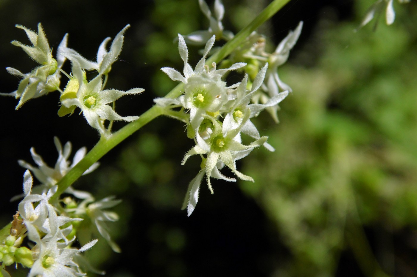 Изображение особи Echinocystis lobata.