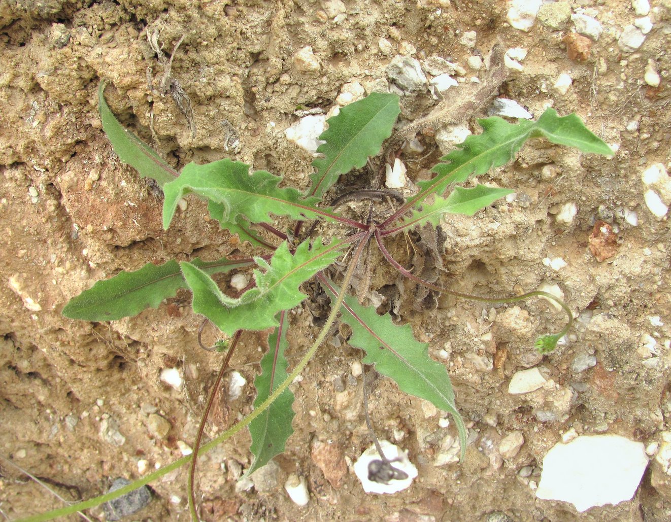 Image of Leontodon caucasicus specimen.