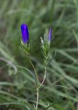 Gentiana pneumonanthe