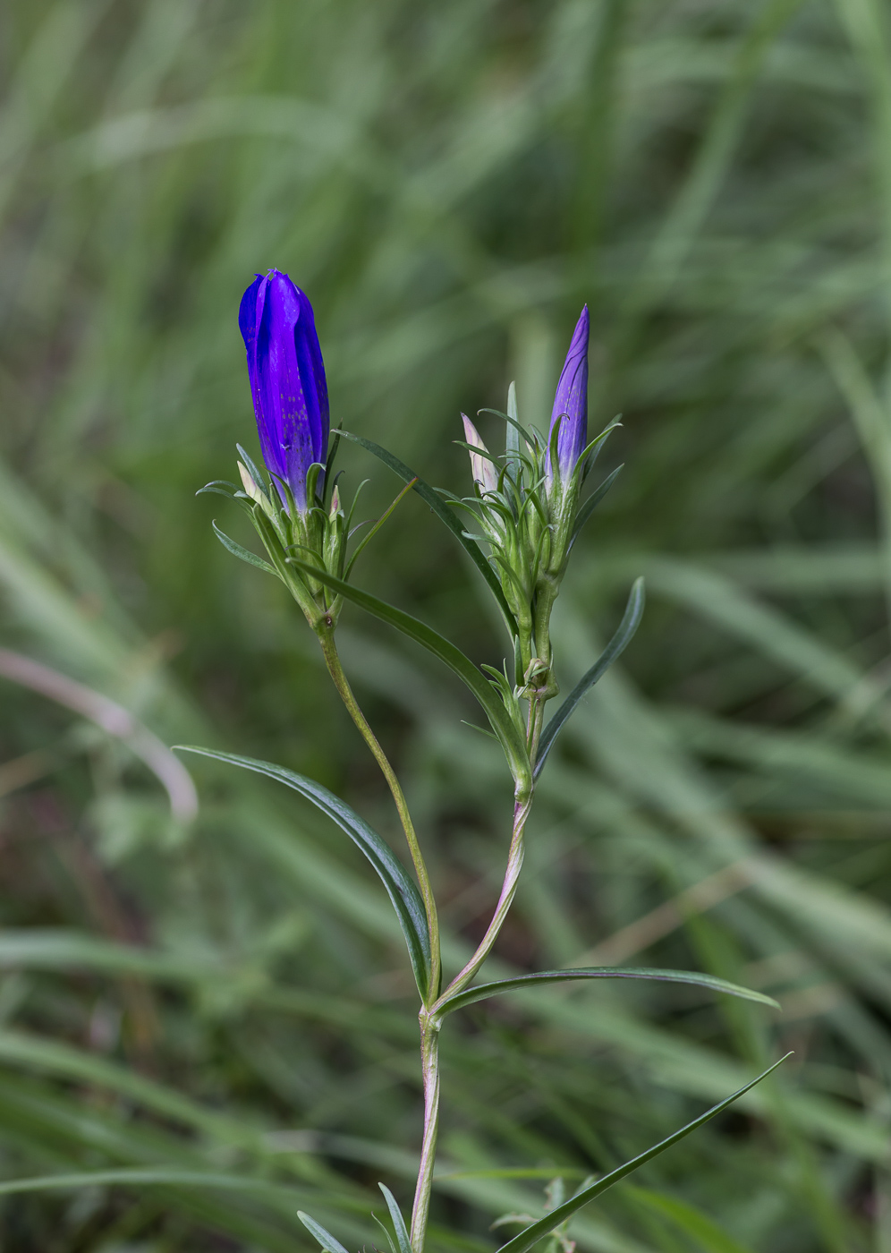 Image of Gentiana pneumonanthe specimen.