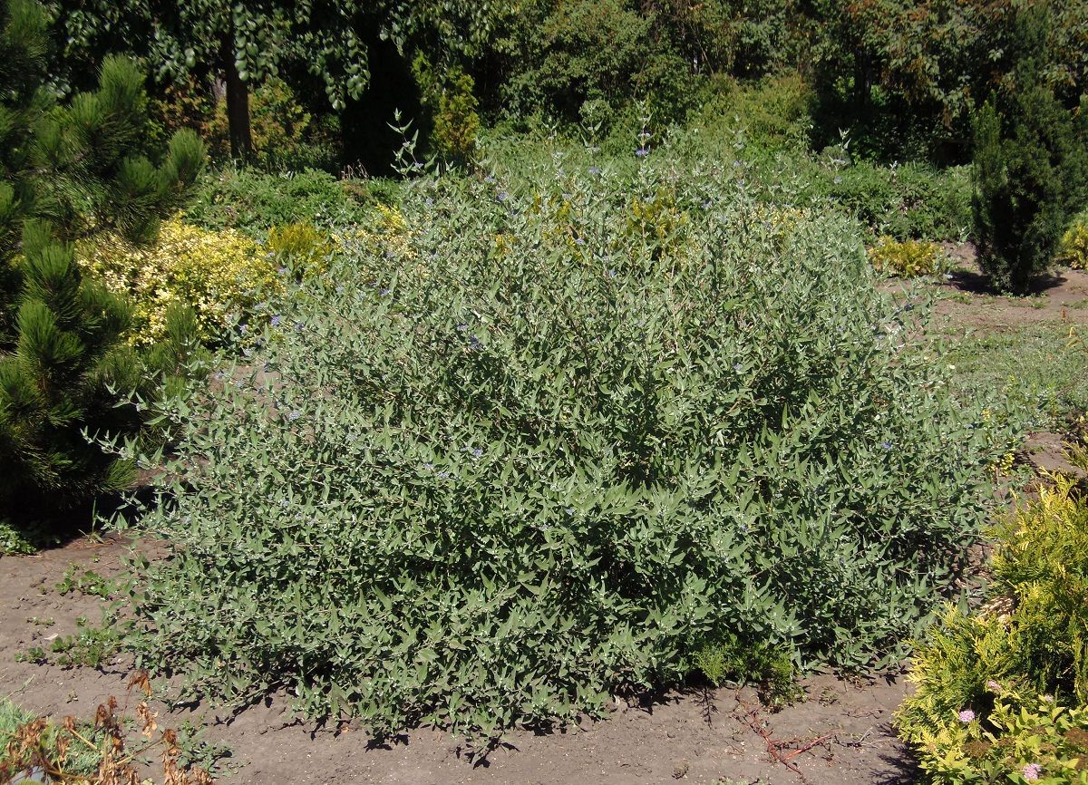 Image of Caryopteris &times; clandonensis specimen.