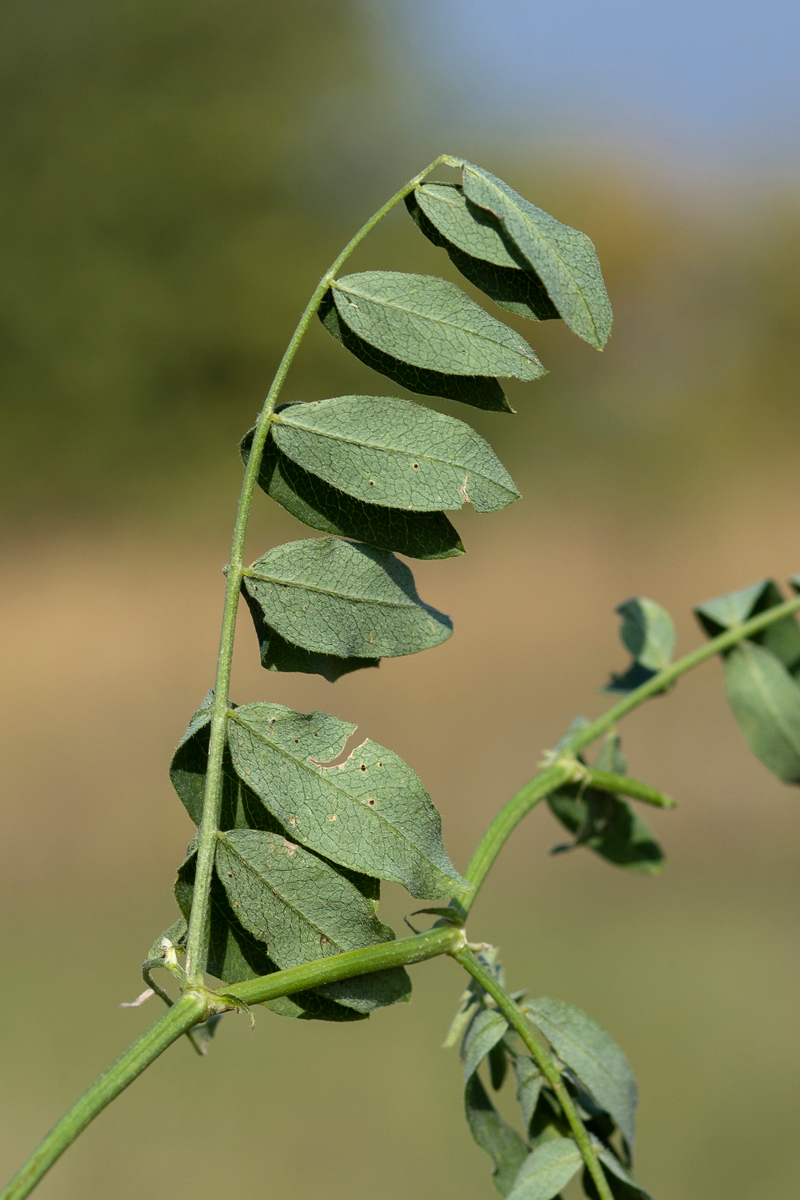 Изображение особи Astragalus cicer.