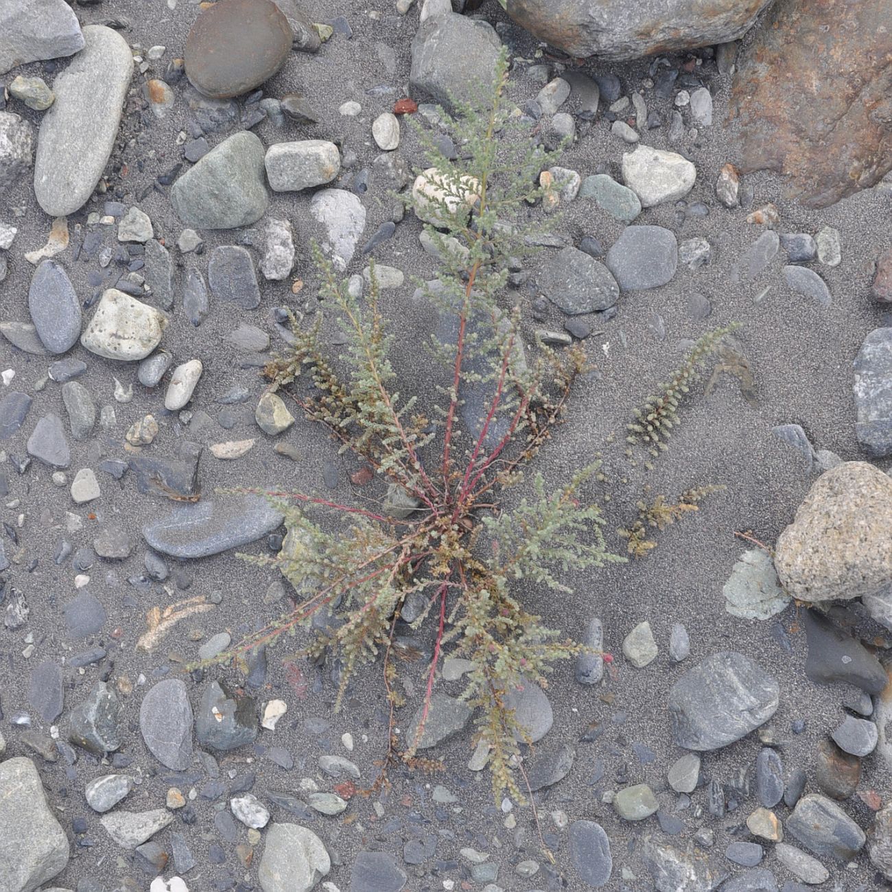 Image of genus Myricaria specimen.