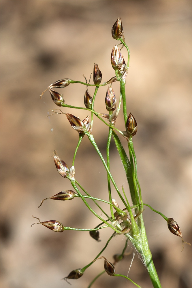 Image of Luzula pilosa specimen.