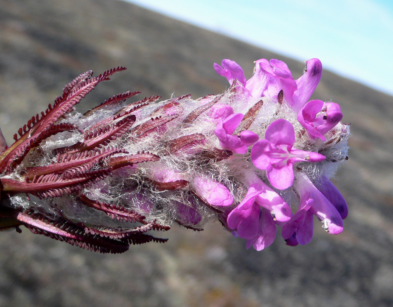 Image of Pedicularis alopecuroides specimen.