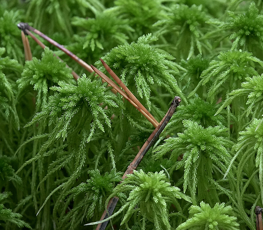 Image of Sphagnum squarrosum specimen.