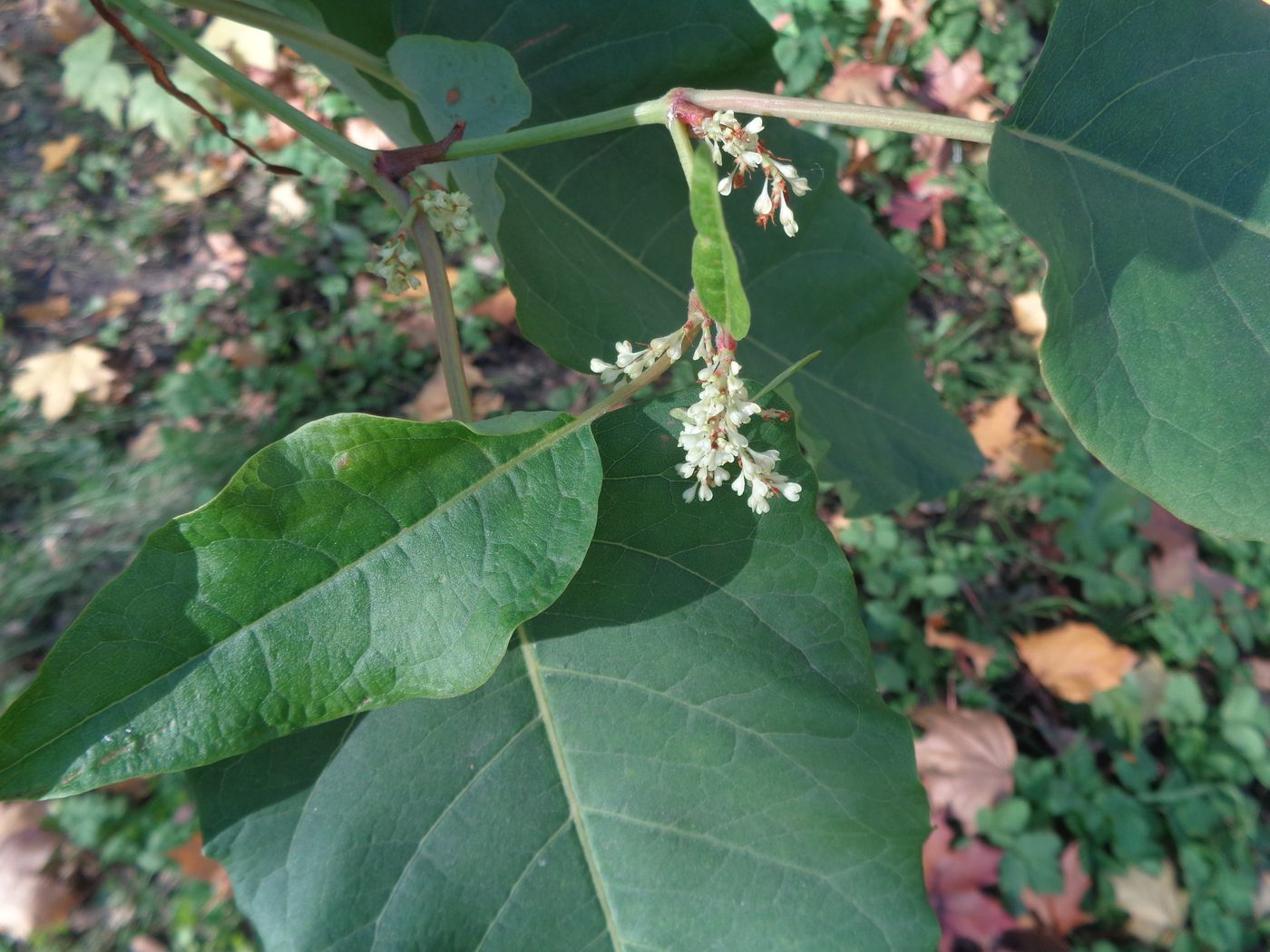 Изображение особи Reynoutria sachalinensis.