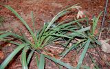 Iris foetidissima