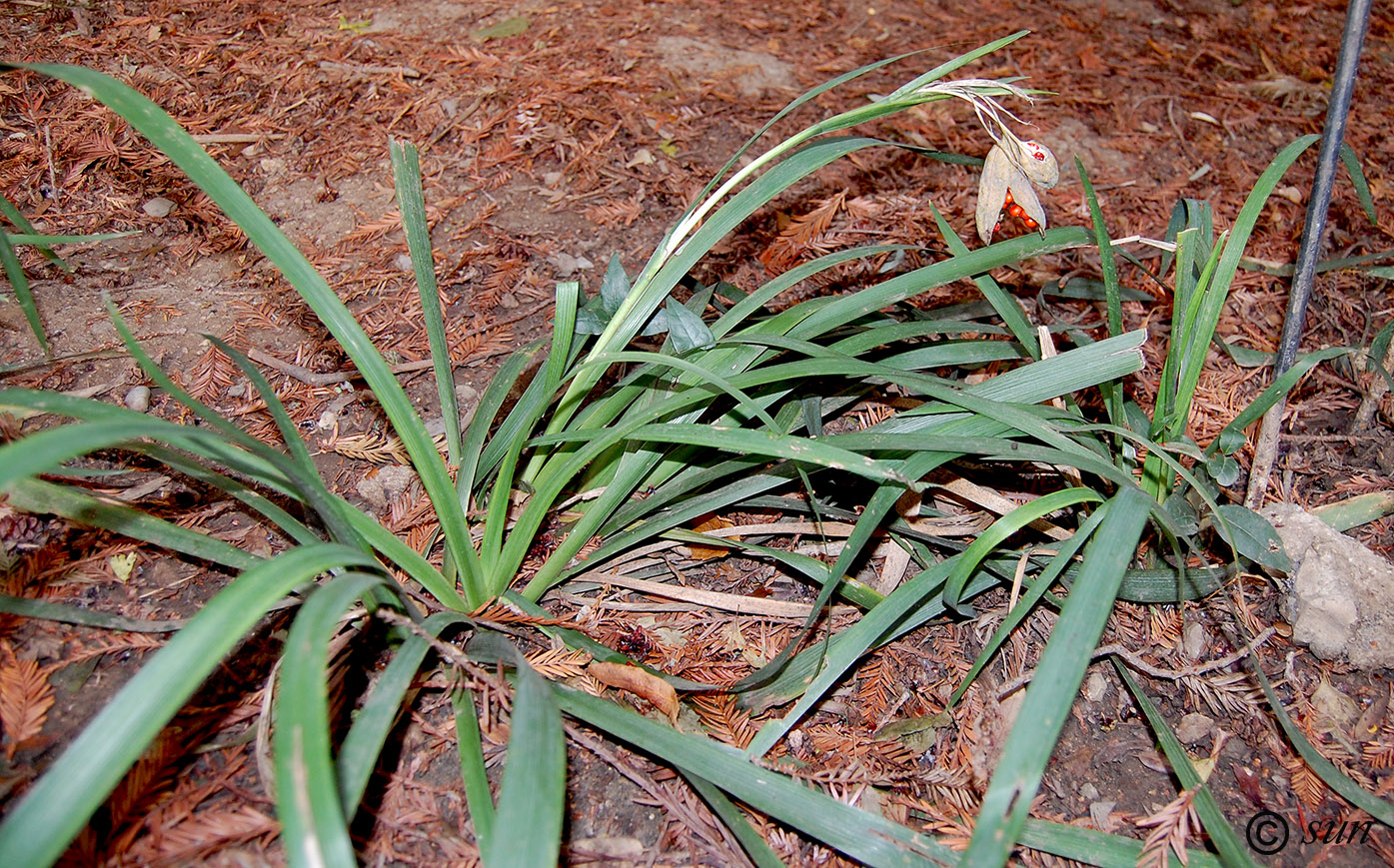 Image of Iris foetidissima specimen.