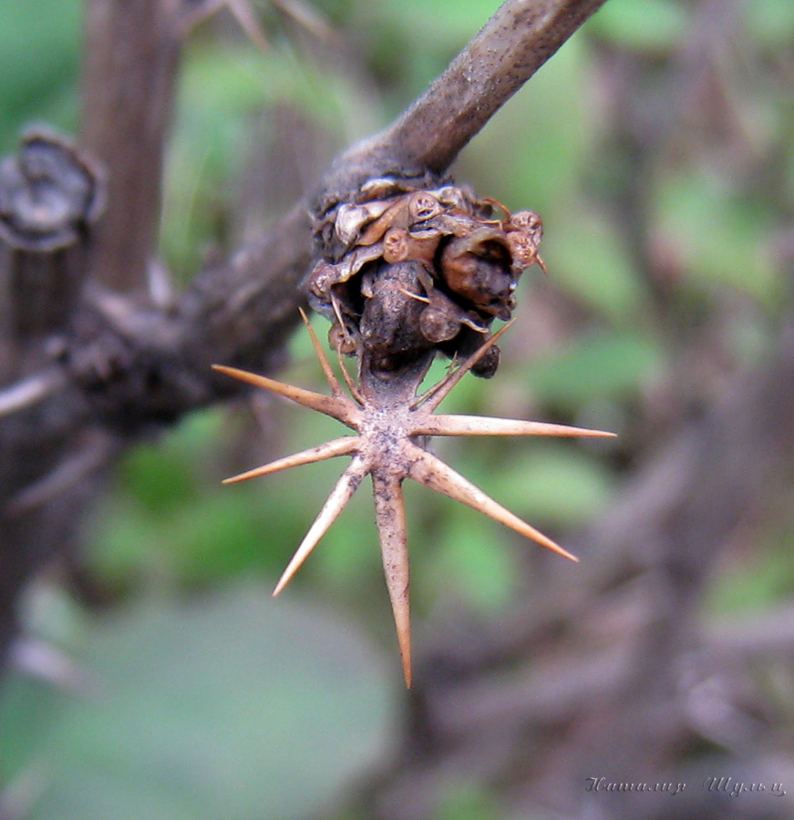 Image of Berberis vulgaris specimen.