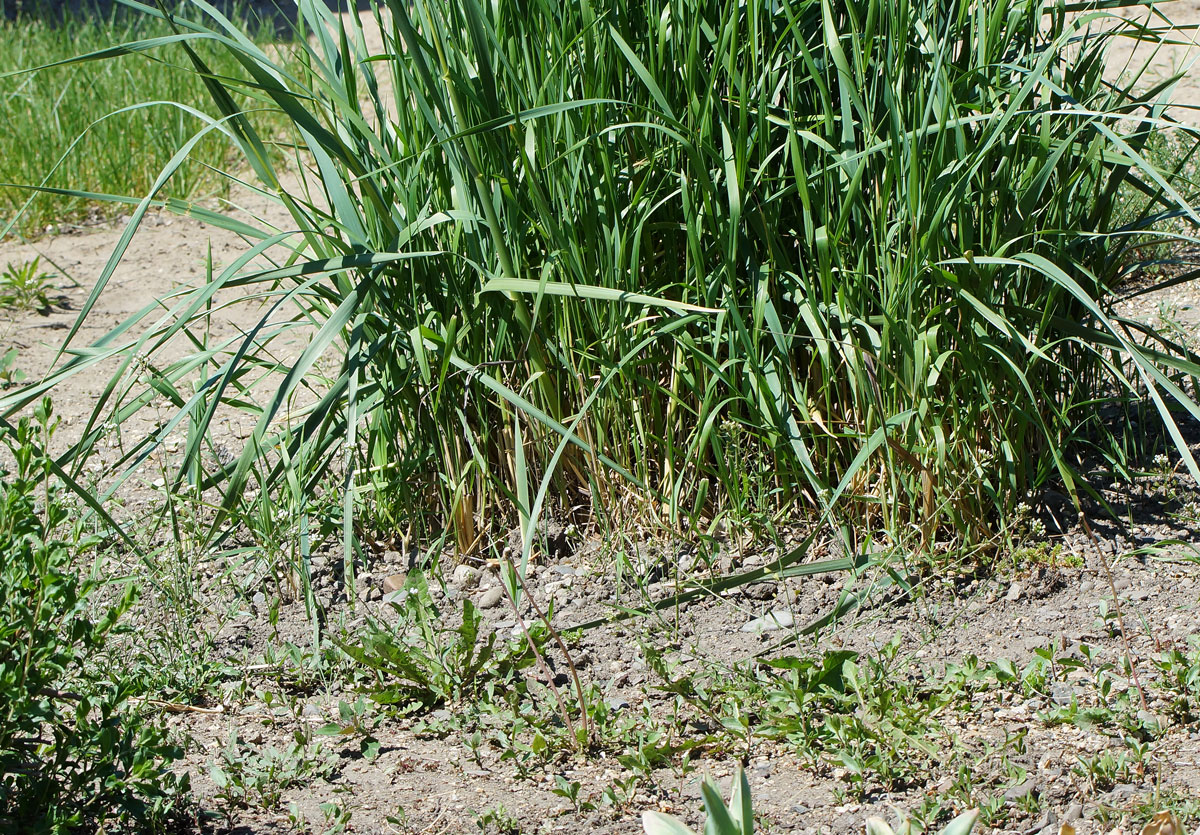 Image of genus Elymus specimen.