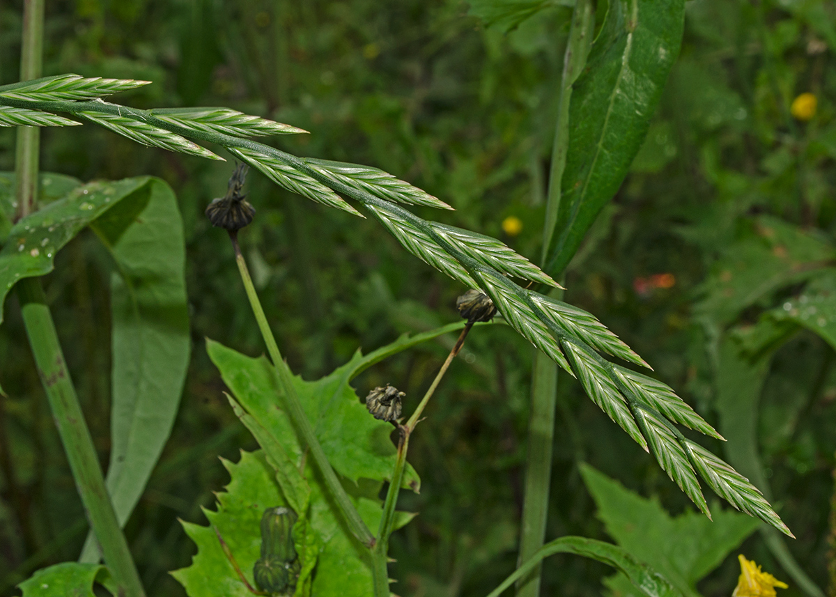 Image of Lolium perenne specimen.