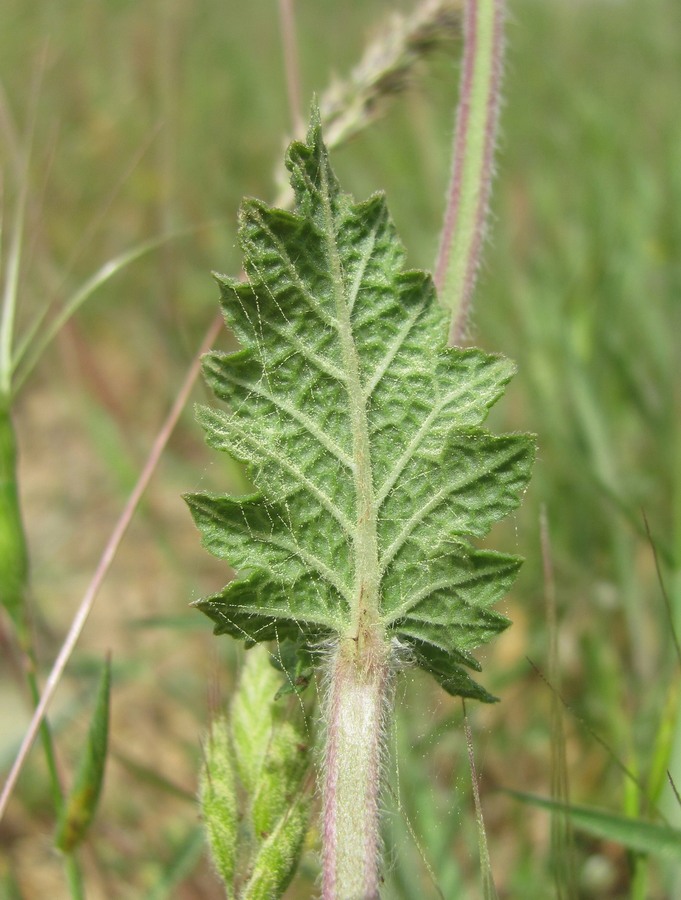 Image of Salvia verbenaca specimen.