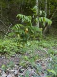 Vicia crocea. Цветущее растение. Адыгея, Майкопский р-н, окр. пос. Хамышки, высокий обрывистый правый берег р. Киша, ≈ 740 м н.у.м., пихтово-буковый лес. 30.04.2018.