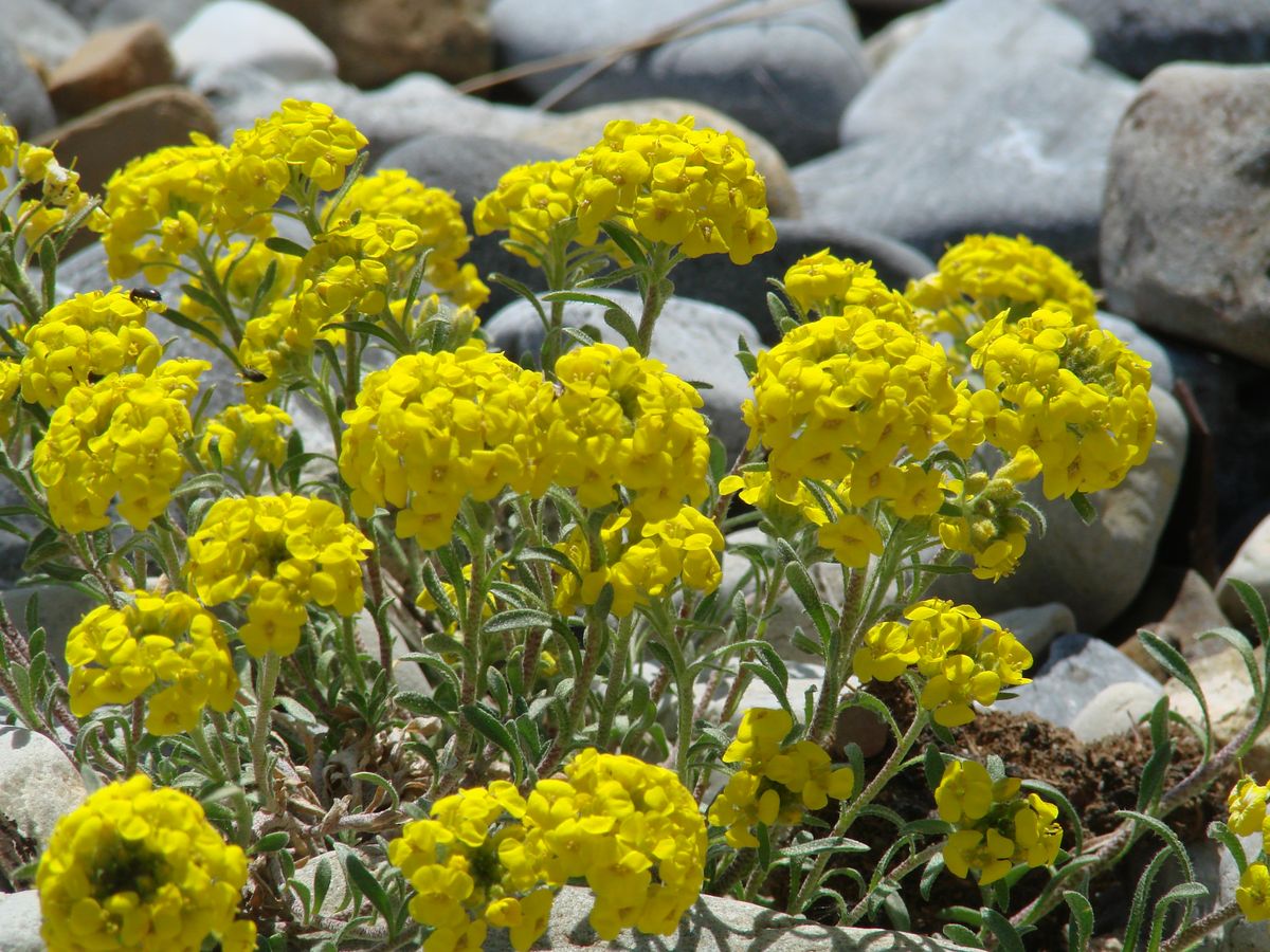 Изображение особи Alyssum lenense.