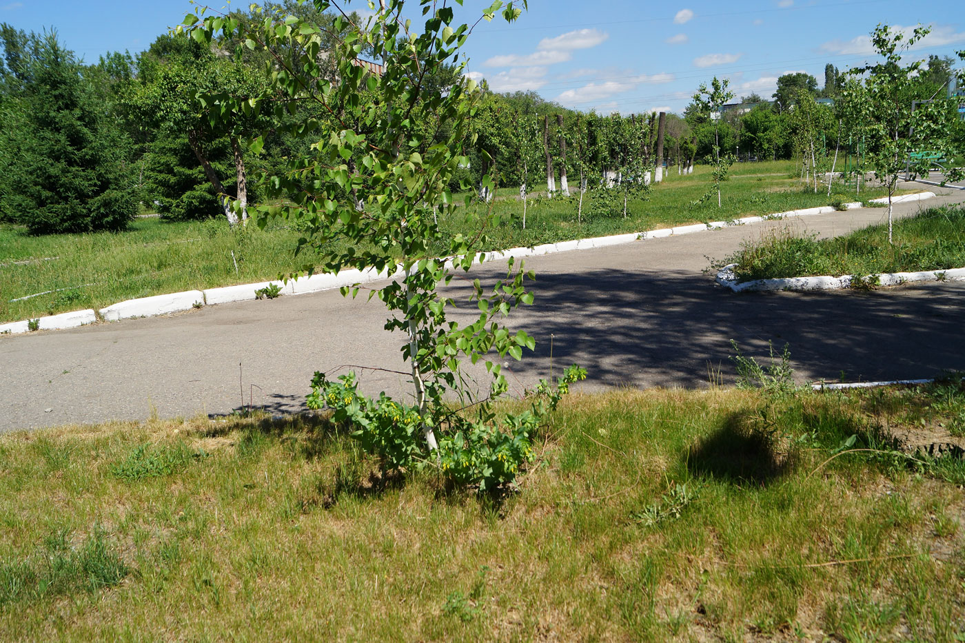 Изображение особи Betula pendula.