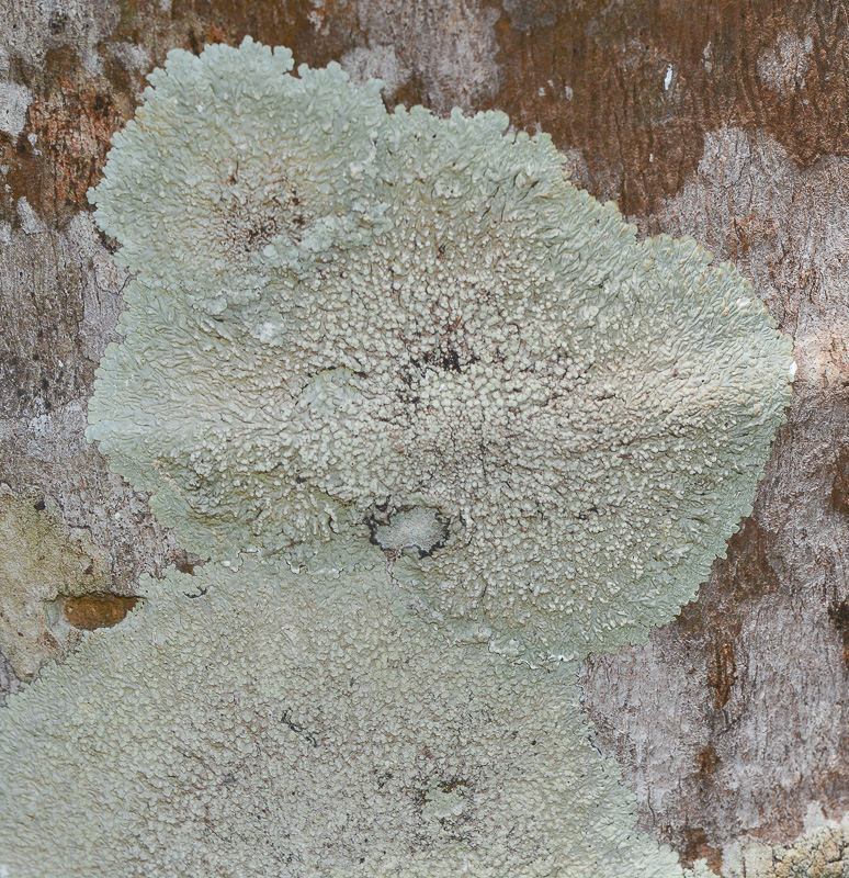 Image of class Lecanoromycetes specimen.