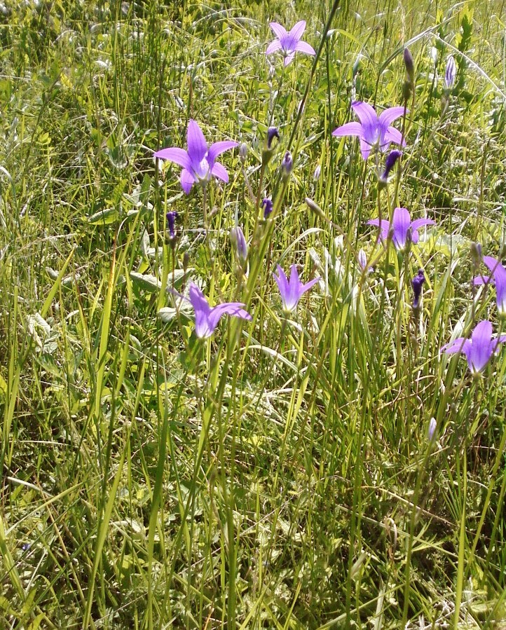 Изображение особи Campanula patula.