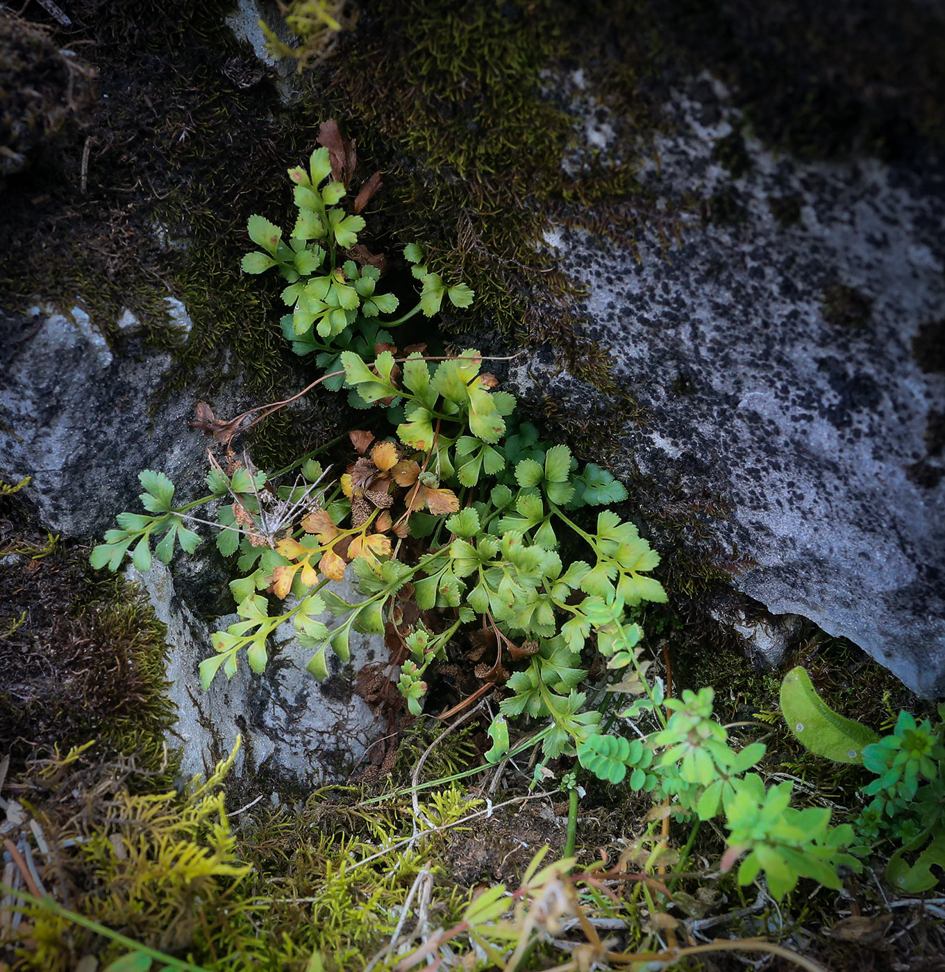 Image of Asplenium ruta-muraria specimen.