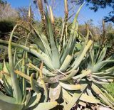 Aloe castanea