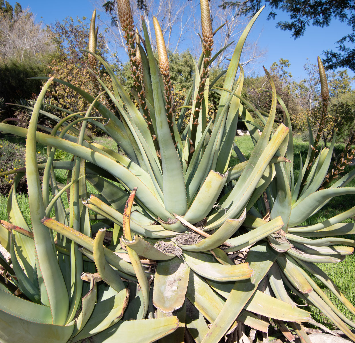 Image of Aloe castanea specimen.