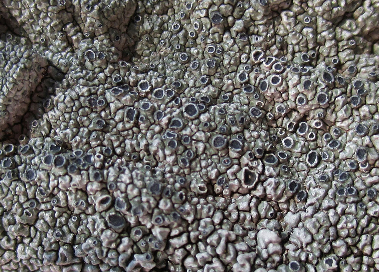 Image of genus Aspicilia specimen.