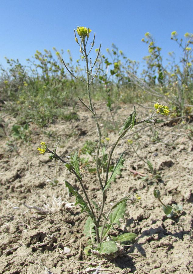 Изображение особи Arabidopsis pumila.