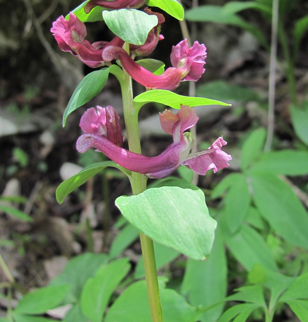 Image of Corydalis cava specimen.