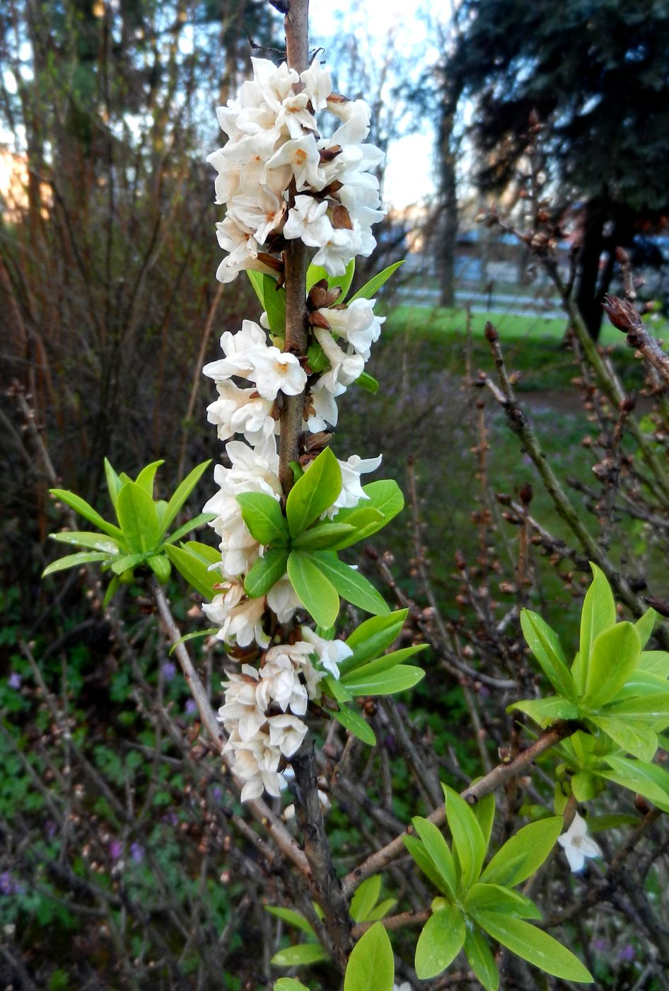 Изображение особи Daphne mezereum.