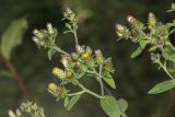 Inula conyza