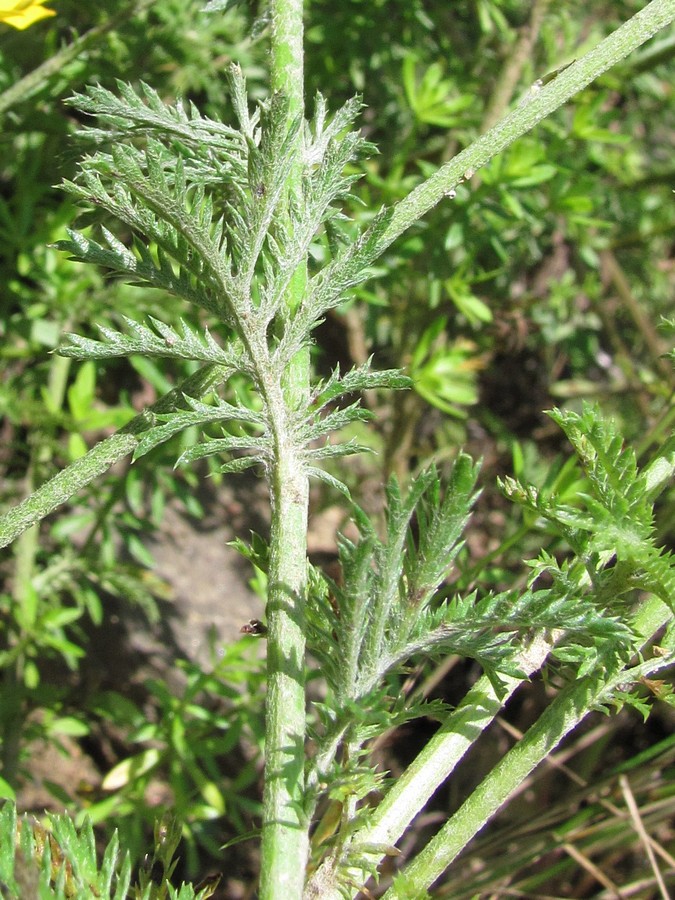 Image of Anthemis monantha specimen.