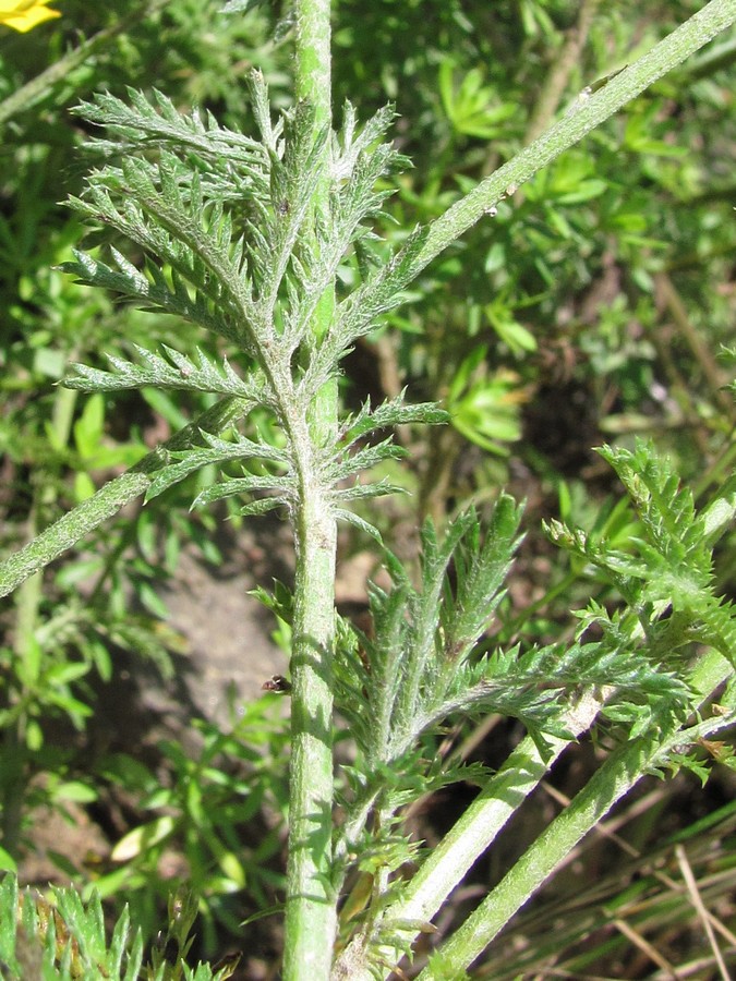 Изображение особи Anthemis monantha.