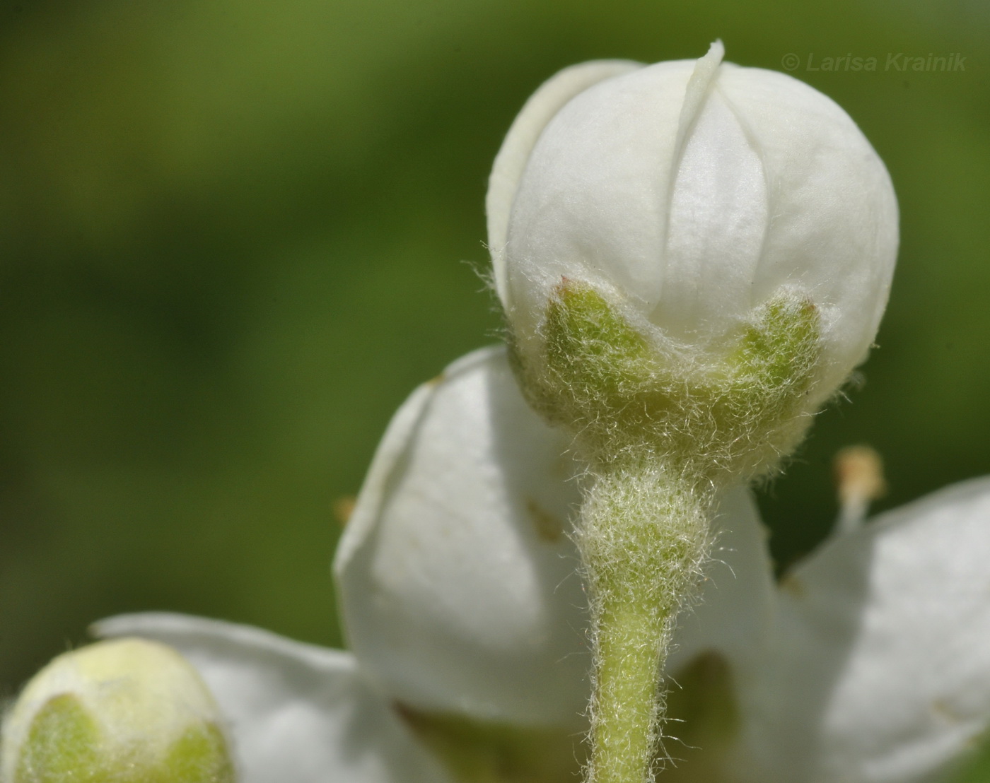 Изображение особи Sorbus alnifolia.