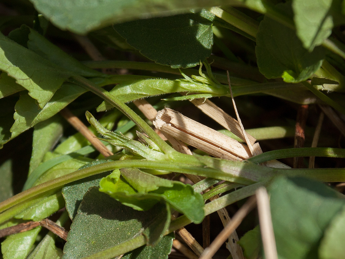 Image of genus Viola specimen.