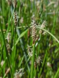 Eleocharis palustris