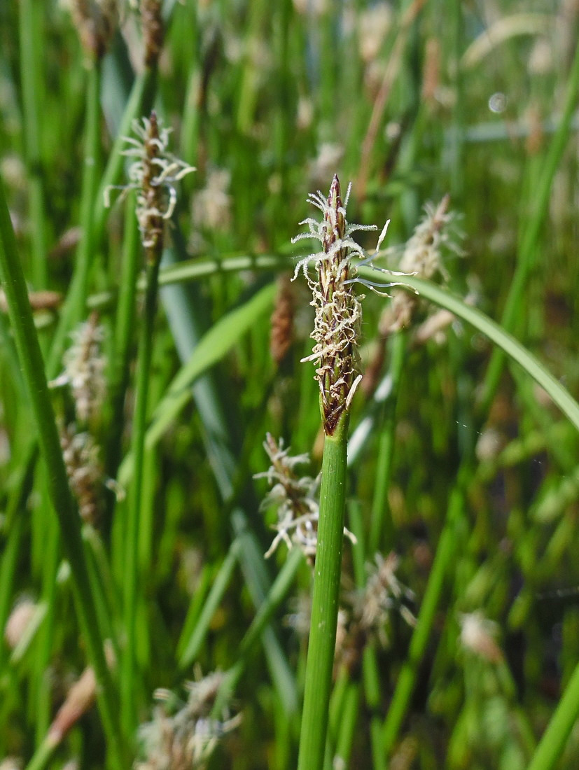 Изображение особи Eleocharis palustris.